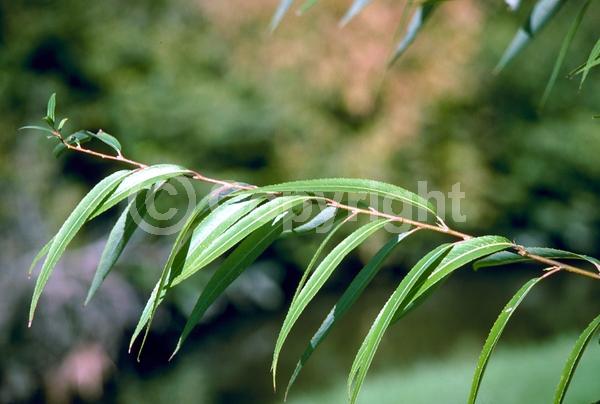 Unknown blooms; Deciduous; Broadleaf