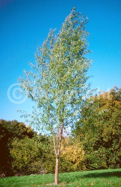 Unknown blooms; Deciduous; Broadleaf