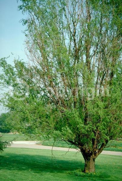Unknown blooms; Deciduous; Broadleaf