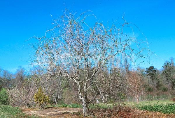 Unknown blooms; Deciduous; Broadleaf