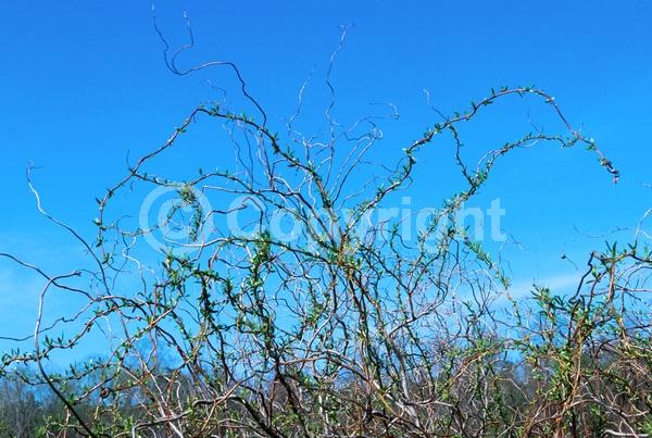 Unknown blooms; Deciduous; Broadleaf