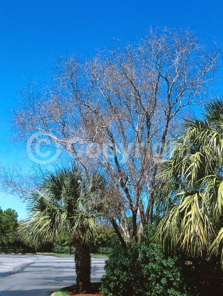 Unknown blooms; Deciduous; Broadleaf