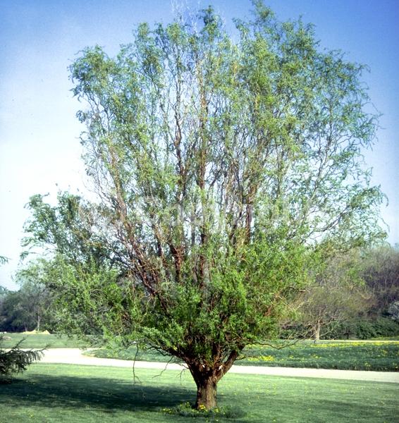 Unknown blooms; Deciduous; Broadleaf