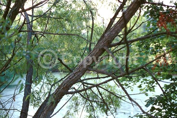 Evergreen; North American Native