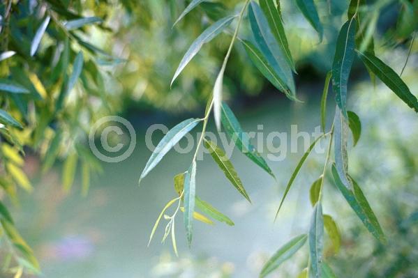 Evergreen; North American Native