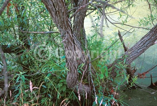 Evergreen; North American Native