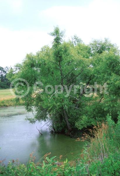 Evergreen; North American Native