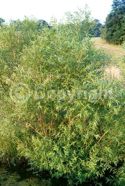 Evergreen; North American Native