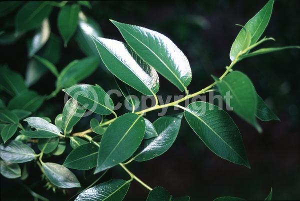 Yellow blooms; Deciduous