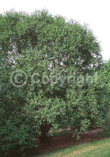 Yellow blooms; Deciduous