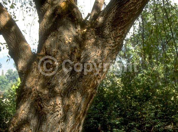 White blooms; Semi-evergreen; North American Native