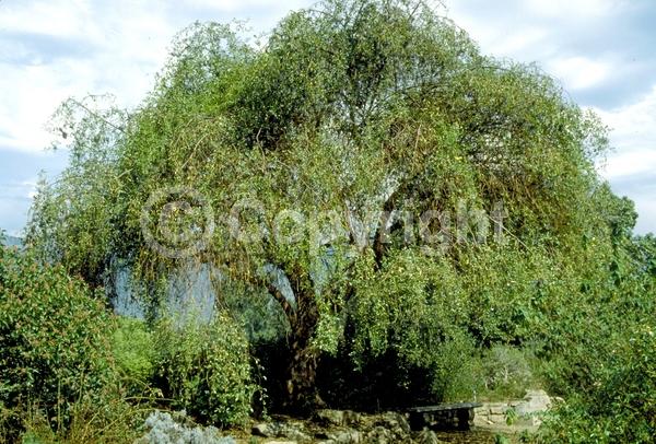 White blooms; Semi-evergreen; North American Native