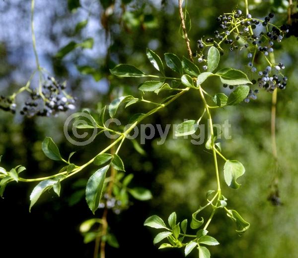 White blooms; Semi-evergreen; North American Native