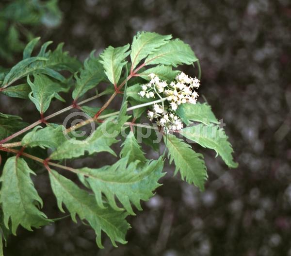 White blooms; Deciduous; Broadleaf