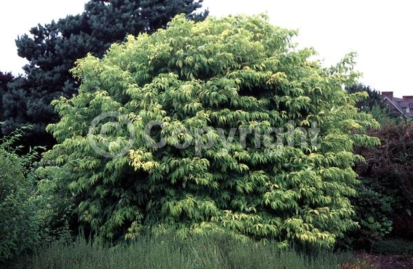 White blooms; Deciduous; Broadleaf