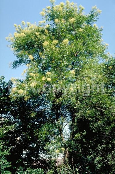 Yellow blooms; White blooms; Deciduous; Broadleaf; North American Native