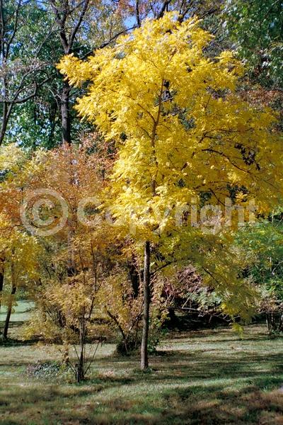Yellow blooms; White blooms; Deciduous; Broadleaf; North American Native