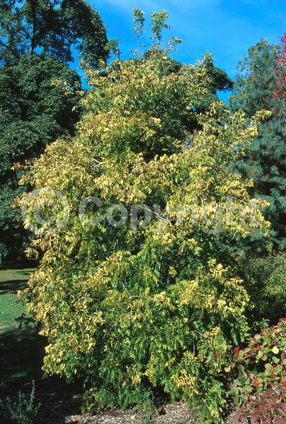 Yellow blooms; White blooms; Deciduous; Broadleaf; North American Native