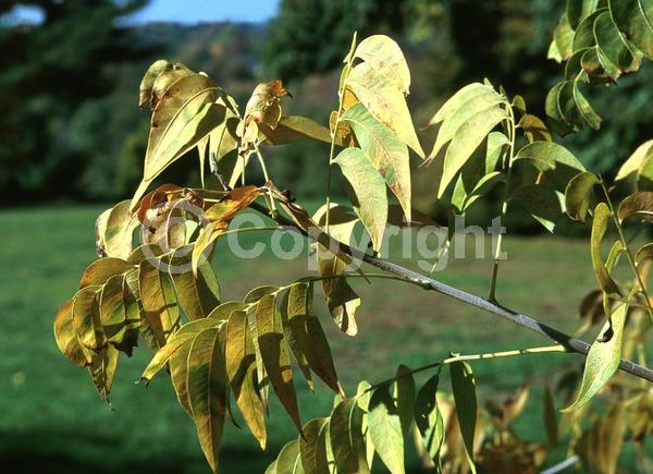 Yellow blooms; White blooms; Deciduous; Broadleaf; North American Native