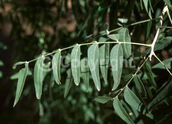 Yellow blooms; White blooms; Deciduous; Broadleaf; North American Native