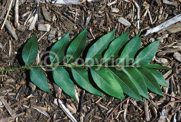 Yellow blooms; White blooms; Deciduous; Broadleaf; North American Native