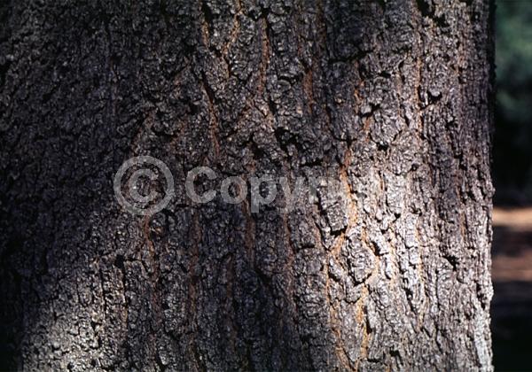 Yellow blooms; White blooms; Deciduous; Broadleaf; North American Native