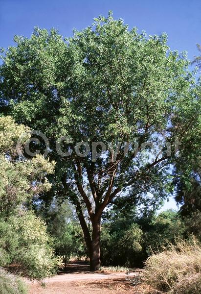 Yellow blooms; White blooms; Deciduous; Broadleaf; North American Native