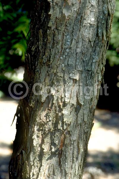 Yellow blooms; White blooms; Deciduous; Broadleaf; North American Native