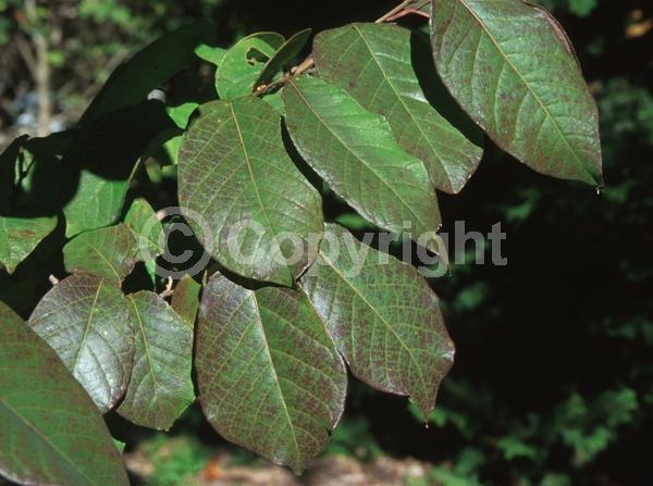 Yellow blooms; Deciduous; Broadleaf