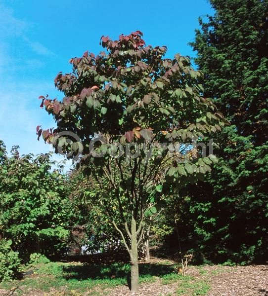 Yellow blooms; Deciduous; Broadleaf