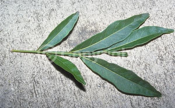 White blooms; Evergreen; North American Native