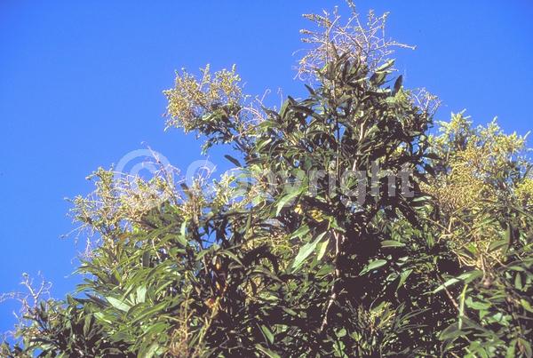 White blooms; Evergreen; North American Native