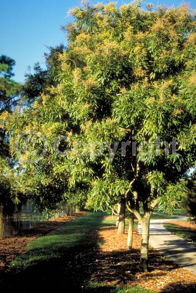 White blooms; Evergreen; North American Native
