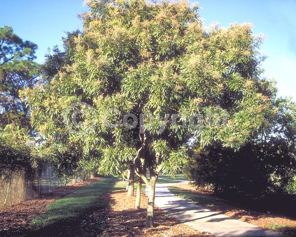 White blooms; Evergreen; North American Native