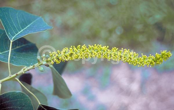 Yellow blooms; Deciduous; Broadleaf