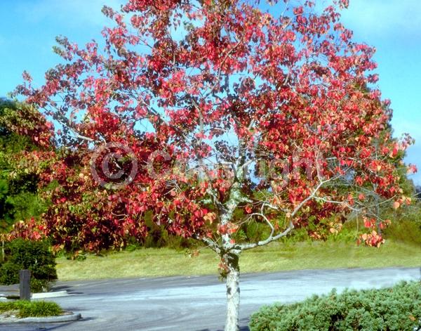 Yellow blooms; Deciduous; Broadleaf