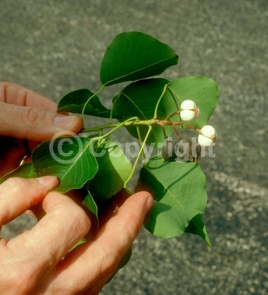 Yellow blooms; Deciduous; Broadleaf