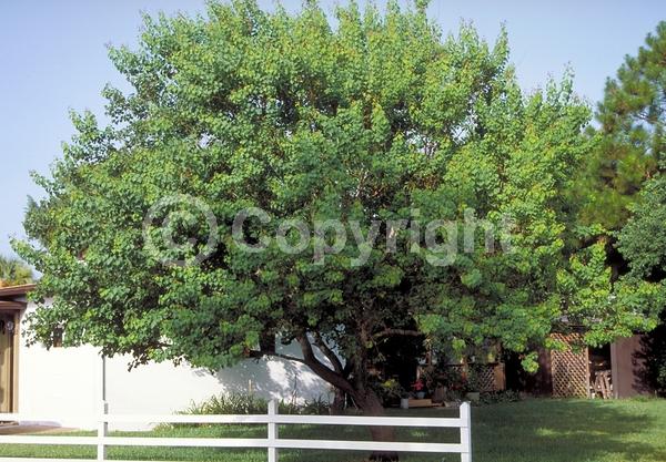 Yellow blooms; Deciduous; Broadleaf