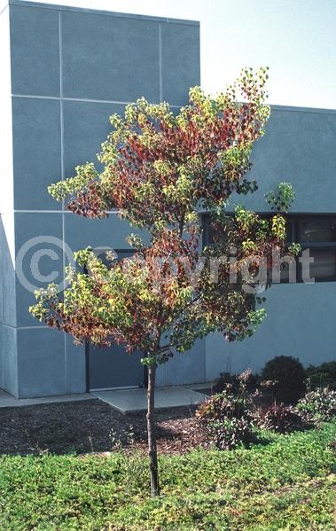 Yellow blooms; Deciduous; Broadleaf