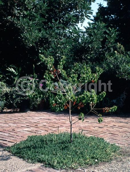 Yellow blooms; Deciduous; Broadleaf