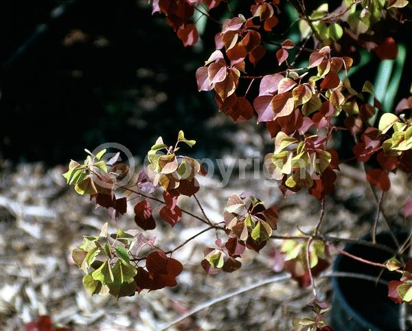 Yellow blooms; Deciduous; Broadleaf