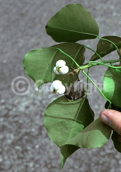 Yellow blooms; Deciduous; Broadleaf