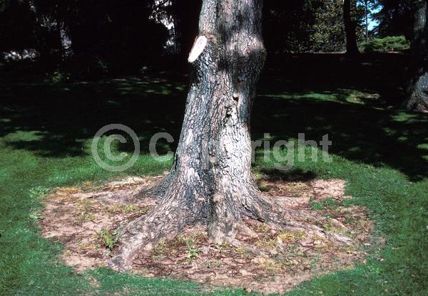 Yellow blooms; Deciduous; Broadleaf