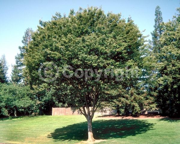 Yellow blooms; Deciduous; Broadleaf