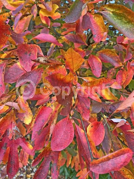 Yellow blooms; Deciduous; Broadleaf; North American Native