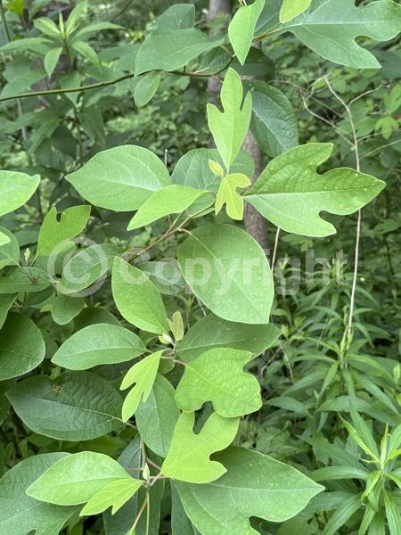 Yellow blooms; Deciduous; Broadleaf; North American Native