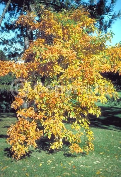 Yellow blooms; Deciduous; Broadleaf; North American Native