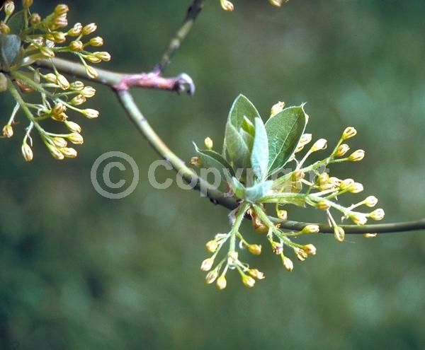 Yellow blooms; Deciduous; Broadleaf; North American Native