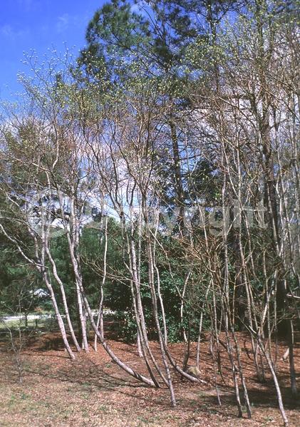 Yellow blooms; Deciduous; Broadleaf; North American Native