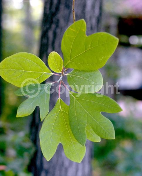 Yellow blooms; Deciduous; Broadleaf; North American Native
